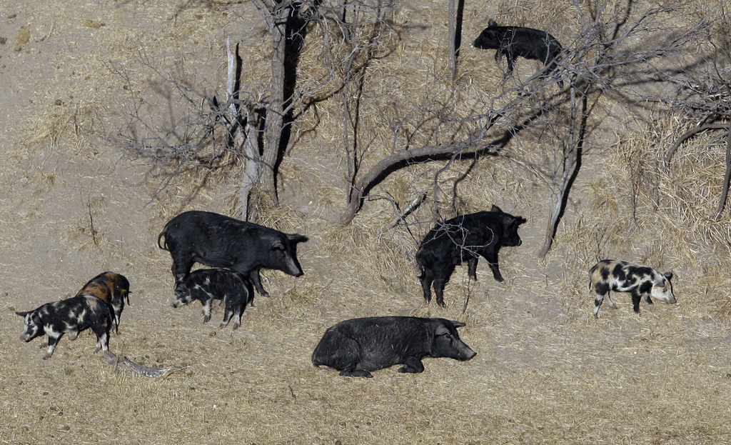 Wed. 11:32 a.m.: A population of hard-to-eradicate 'super pigs' in Canada is threatening to invade the US | News, Sports, Jobs - Vimarsana News